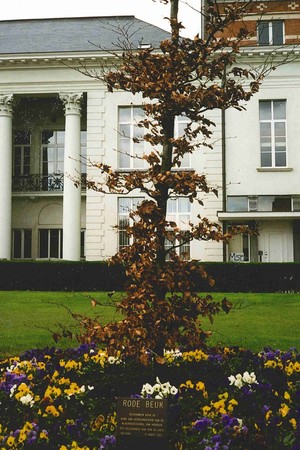 Kleine rode beuk voor kasteel Broydenborg